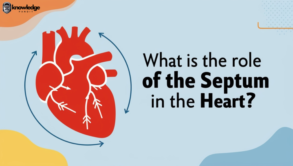 What is the Role of Septum in the Heart?