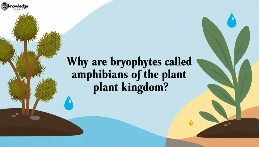 Why Are Bryophytes Called Amphibians of the Plant Kingdom?