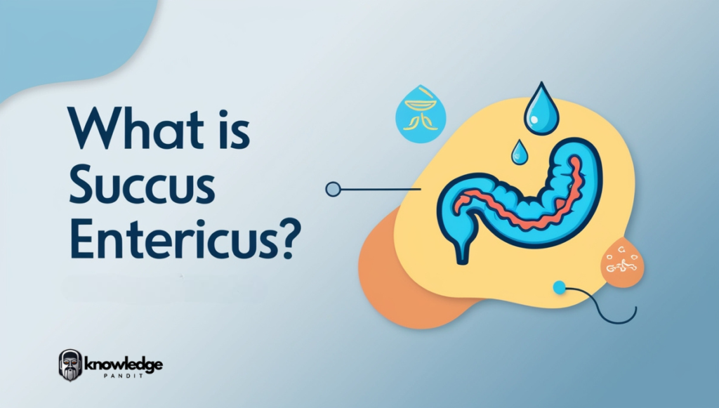 What is Succus Entericus?