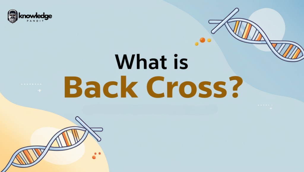 What is Back Cross?