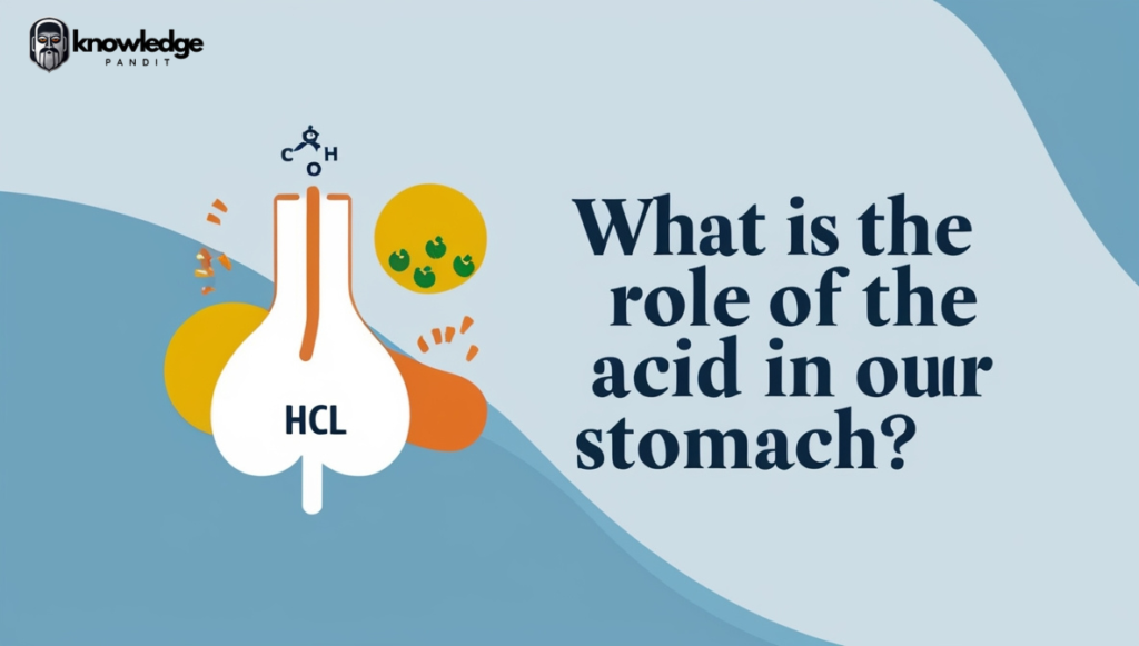 What Is the Role of Acid in Our Stomach?