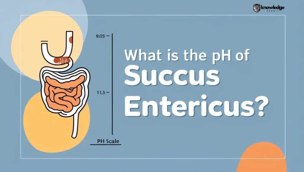 pH of Succus Entericus